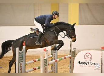 KWPN, Gelding, 10 years, 17 hh, Bay-Dark
