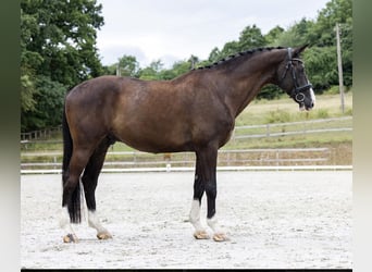 KWPN, Wallach, 10 Jahre, 17 hh, Rappe