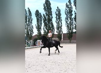 KWPN, Wallach, 10 Jahre, 17 hh, Rappe