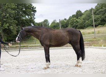 KWPN, Wallach, 10 Jahre, 17 hh, Rappe