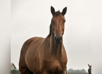 KWPN, Gelding, 10 years, 17 hh, Brown-Light