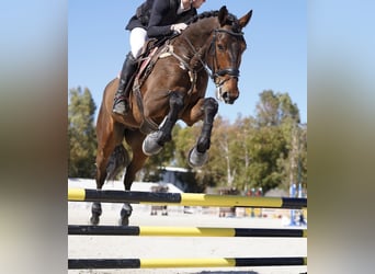 KWPN, Gelding, 10 years, 17 hh, Brown