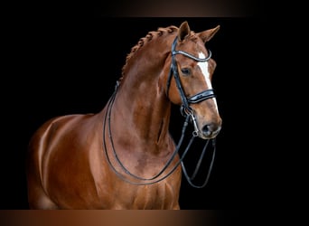 KWPN, Gelding, 10 years, 17 hh, Chestnut