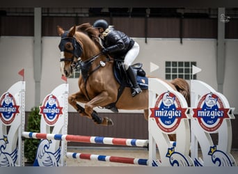 KWPN, Gelding, 10 years, 17 hh, Chestnut-Red