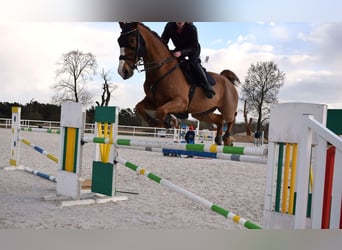 KWPN, Gelding, 10 years, 17 hh, Chestnut-Red