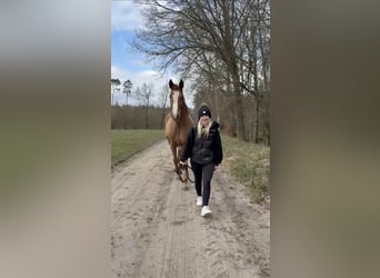 KWPN, Gelding, 10 years, 17 hh, Chestnut-Red