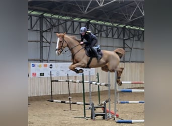 KWPN, Gelding, 10 years, 17 hh, Chestnut-Red