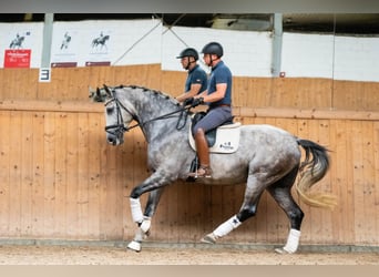 KWPN, Gelding, 10 years, 17,1 hh, Gray