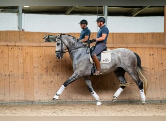 KWPN, Gelding, 10 years, 17,1 hh, Gray