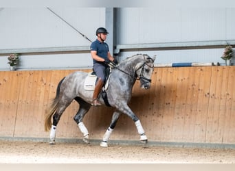 KWPN, Gelding, 10 years, 17,1 hh, Gray