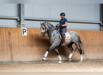 KWPN, Gelding, 10 years, 17,1 hh, Gray