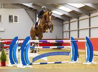 KWPN, Gelding, 10 years, 17,1 hh