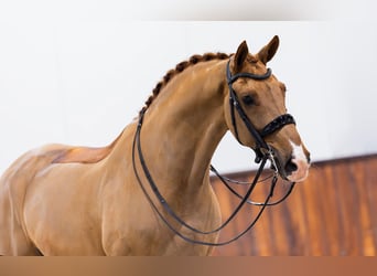 KWPN, Gelding, 10 years, Chestnut-Red