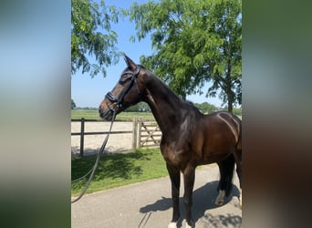 KWPN, Gelding, 11 years, 16.1 hh, Bay-Dark