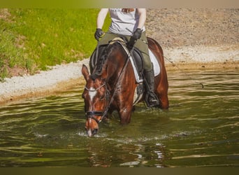 KWPN, Gelding, 11 years, 16.1 hh, Brown