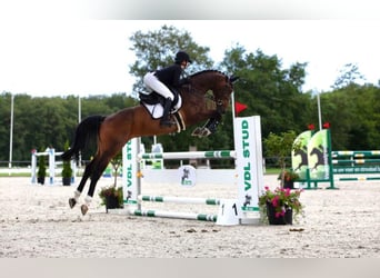 KWPN, Gelding, 11 years, 16.1 hh, Brown