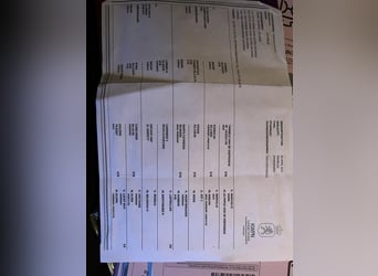 KWPN, Gelding, 11 years, 16.1 hh, Brown