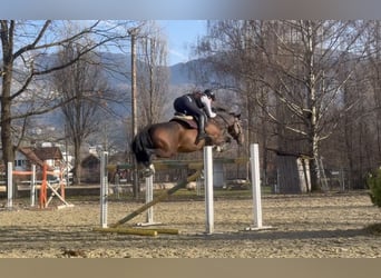 KWPN, Gelding, 11 years, 16.1 hh, Brown