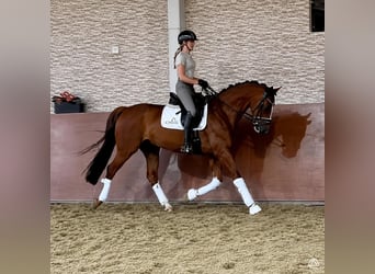 KWPN, Gelding, 11 years, 16.1 hh, Chestnut-Red