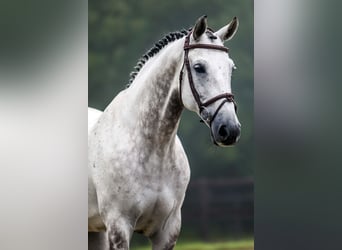 KWPN, Gelding, 11 years, 16.1 hh, Gray