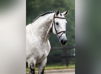 KWPN, Gelding, 11 years, 16.1 hh, Gray