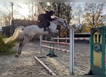 KWPN, Gelding, 11 years, 16,1 hh, Gray