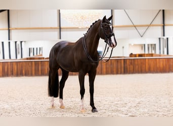 KWPN, Gelding, 11 years, 16.2 hh, Black
