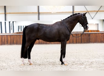 KWPN, Gelding, 11 years, 16.2 hh, Black