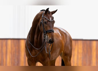 KWPN, Gelding, 11 years, 16,2 hh, Brown