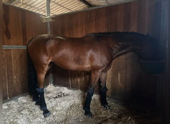 KWPN, Gelding, 11 years, 16.2 hh, Brown