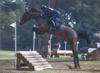 KWPN, Gelding, 11 years, 16.2 hh, Brown