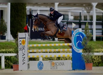 KWPN, Gelding, 11 years, 16.2 hh, Brown