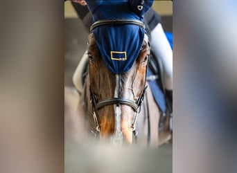 KWPN, Gelding, 11 years, 16.2 hh, Brown