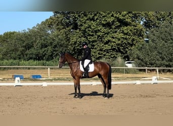 KWPN, Gelding, 11 years, 16.2 hh, Brown