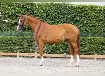 KWPN, Gelding, 11 years, 16.2 hh, Chestnut-Red