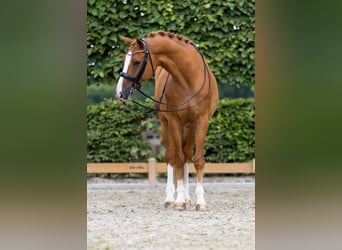 KWPN, Gelding, 11 years, 16.2 hh, Chestnut-Red
