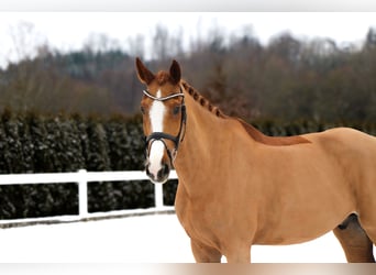 KWPN, Gelding, 11 years, 16.2 hh, Chestnut-Red