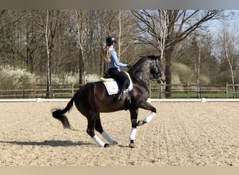 KWPN, Gelding, 11 years, 16.2 hh, Smoky-Black