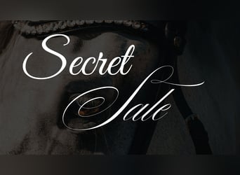 KWPN, Gelding, 11 years, 16.2 hh, Smoky-Black KWPN, Gelding, 11 years, 16.2 hh, Smoky-Black