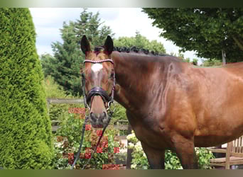 KWPN, Gelding, 11 years, 16.3 hh, Brown