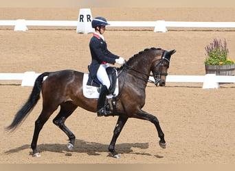 KWPN, Gelding, 11 years, 16 hh, Bay