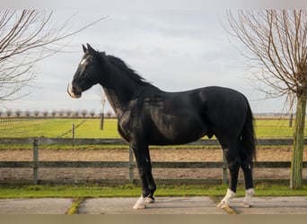KWPN, Gelding, 11 years, 16 hh, Smoky-Black