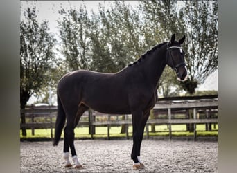 KWPN, Gelding, 11 years, 16 hh, Smoky-Black