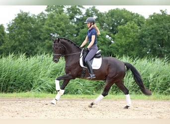 KWPN, Gelding, 11 years, 16,1 hh, Black