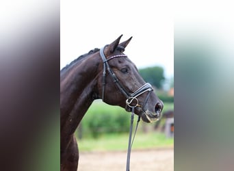 KWPN, Gelding, 11 years, 16,1 hh, Black