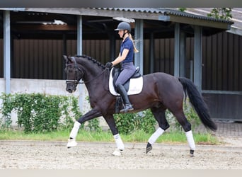 KWPN, Gelding, 11 years, 16,1 hh, Black
