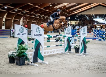 KWPN, Gelding, 11 years, 16,1 hh, Chestnut-Red