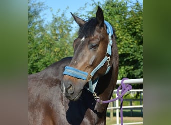 KWPN, Gelding, 11 years, 16,1 hh, Smoky-Black