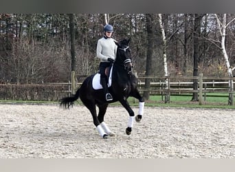 KWPN, Gelding, 11 years, 16,2 hh, Bay-Dark