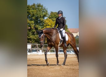 KWPN, Gelding, 11 years, 17,1 hh, Bay-Dark